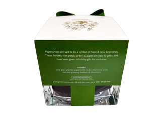 Paperwhites Winter Garden