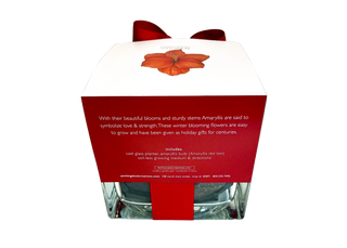 Amaryllis Winter Garden